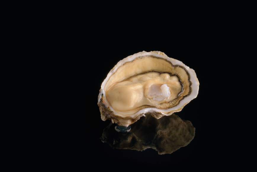 Oysters Royale n°2, Herve Oyster