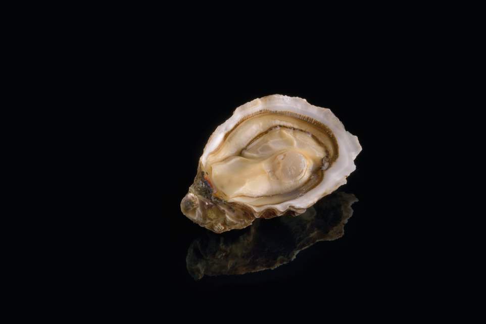 Oysters Fine n°3, Herve Oyster