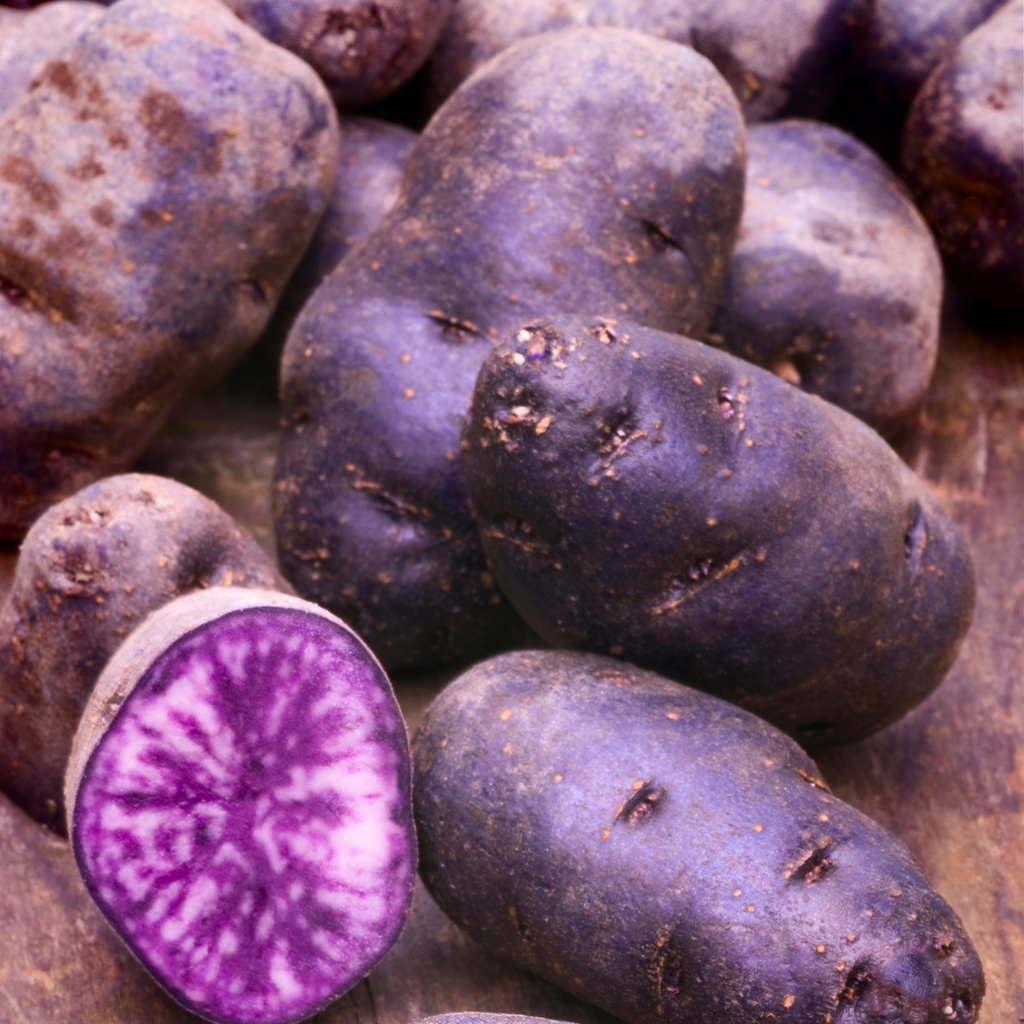 the vitelotte potato has a very dark and very thin skin, almost black, its flesh is purple