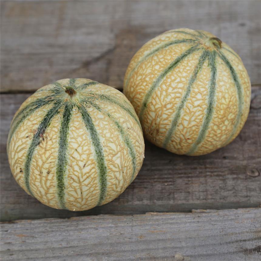 Charentais melon, France | Maison Duffour
